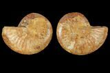 Cut & Polished Agatized Ammonite Fossil- Jurassic #131701-1